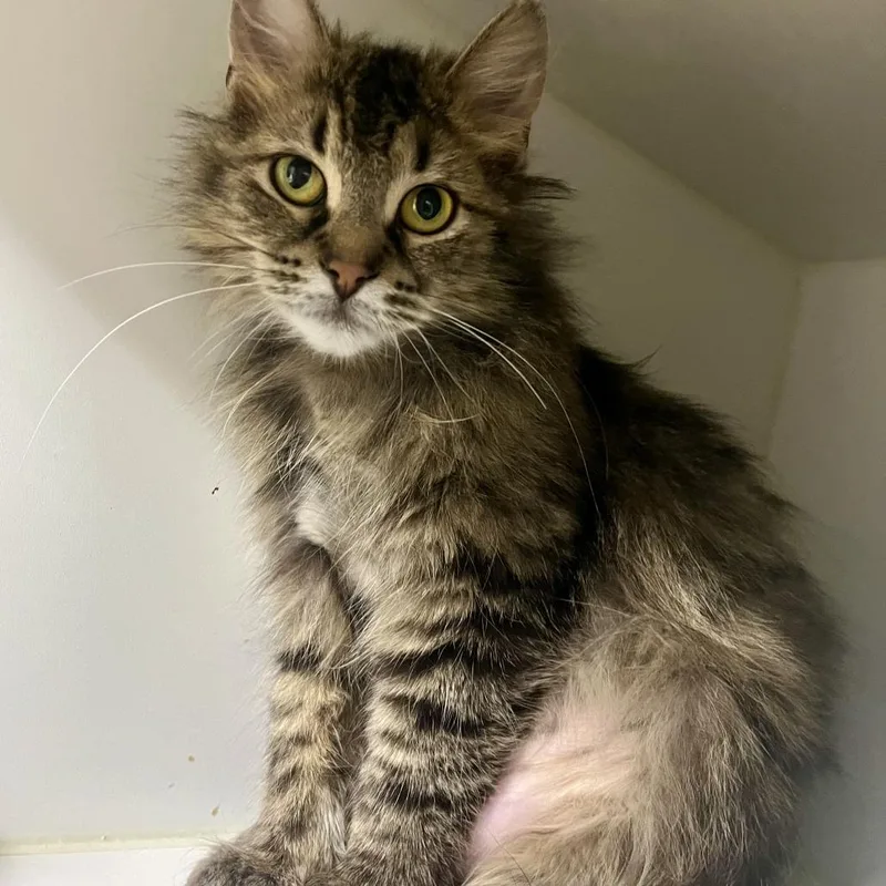 A young medium-sized female Brown / Chocolate Domestic Long Hair cat named Maeve for adoption in Novelty, OH