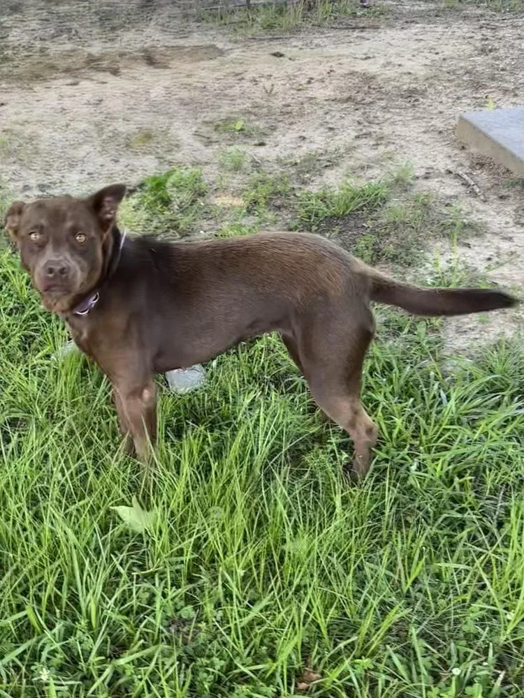 Hazel