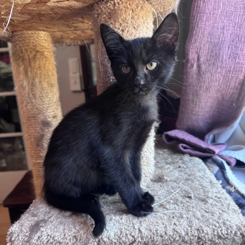 A baby small-sized male Black Domestic Short Hair cat named Neptune for adoption in Santa Rosa, CA