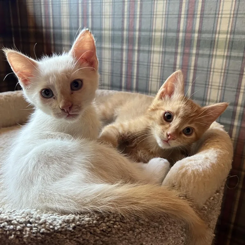 A baby small-sized male Domestic Short Hair cat named Scorch Ehlers for adoption in Morrison, CO