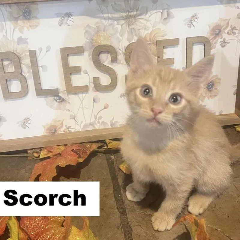Scorch Ehlers thumbnail 6