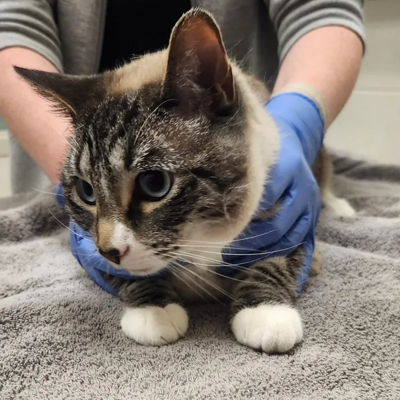 An adult medium-sized female Domestic Short Hair cat named Hannah for adoption in Murray, UT
