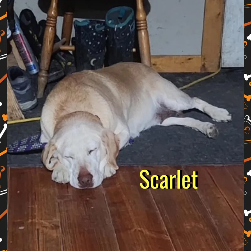 An adult large-sized female Yellow Labrador Retriever dog named Scarlet for adoption in Red Lodge, MT