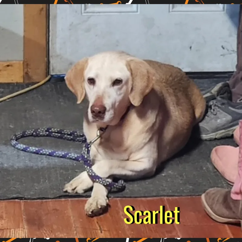 Scarlet thumbnail 2