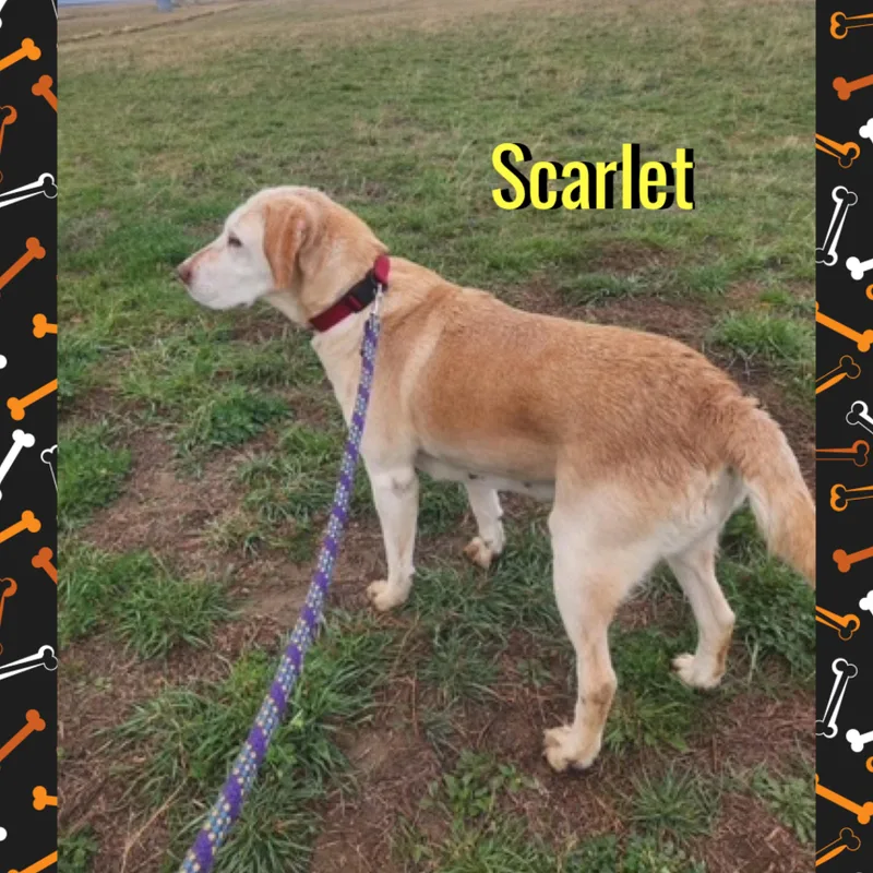 Scarlet thumbnail 3