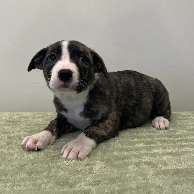 Vera Wag