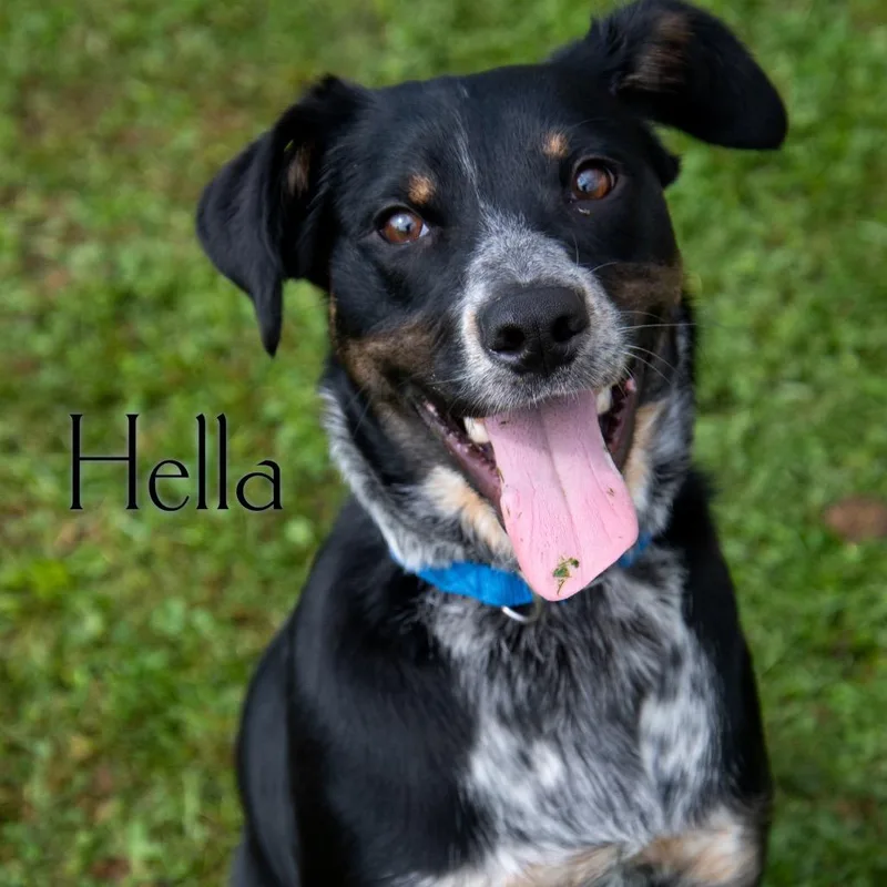 A young medium-sized female Black Cattle Dog dog named Hella for adoption in Parkersburg, WV