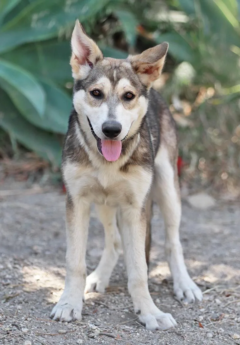 A baby large-sized female Black German Shepherd Dog dog named Georgia von Geldern for adoption in Los Angeles, CA