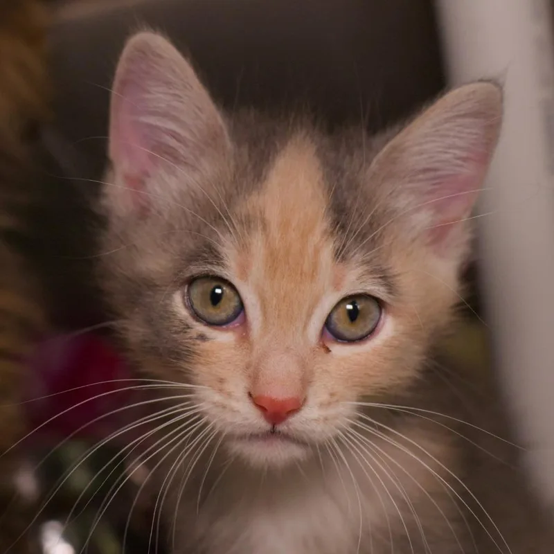A baby medium-sized female Domestic Short Hair cat named Plantain for adoption in Shoreline, WA
