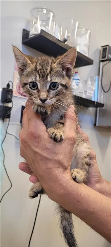 A baby small-sized male Domestic Short Hair cat named Bud for adoption in West Chester, PA