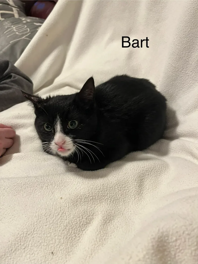 A young medium-sized male Black & White / Tuxedo Tuxedo cat named Bart for adoption in West Valley, UT