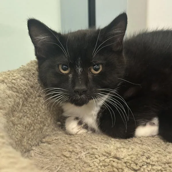 A baby small-sized female Domestic Short Hair cat named Outer Space for adoption in Walnut Creek, CA
