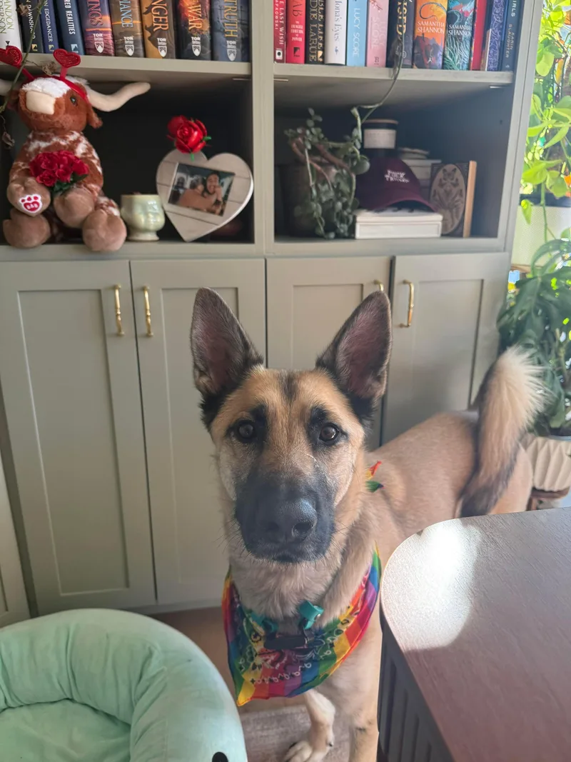 A young medium-sized male Sable Belgian Shepherd / Malinois dog named Sarge for adoption in Mooresville, NC