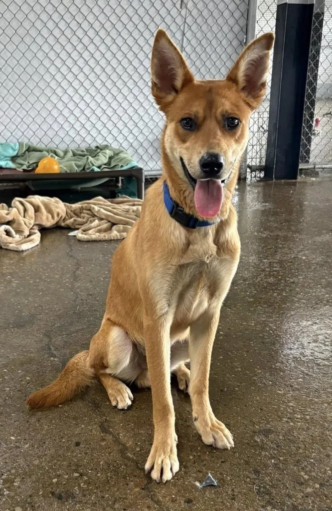 A young large-sized male Shepherd dog named Cheese for adoption in Warren, MI