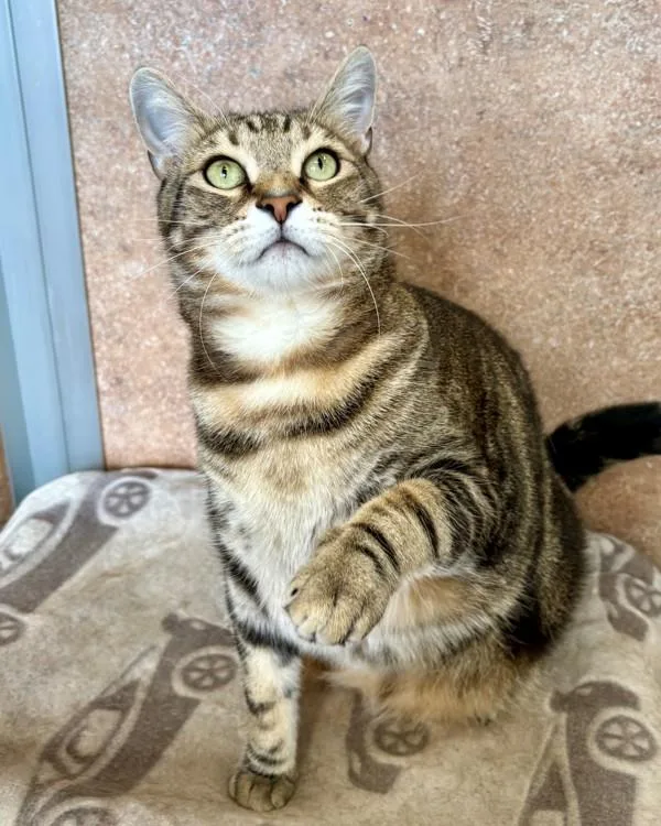An adult medium-sized male Domestic Short Hair cat named Chuck for adoption in Novato, CA