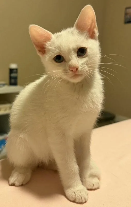 A baby medium-sized male Tabby cat named Fantasmito for adoption in MONTGOMERY, TX