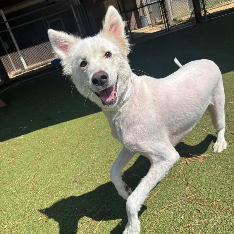 An adult large-sized male Husky dog named Gizmo for adoption in Birmingham, AL