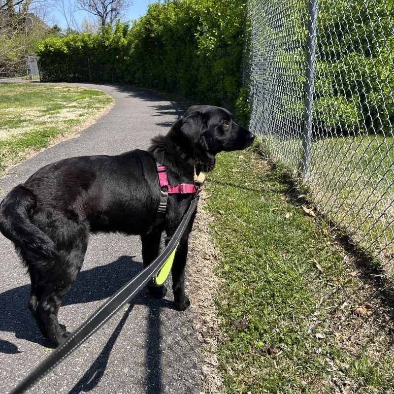 An adult medium-sized male Black Border Collie dog named Dean for adoption in Wilmington, DE