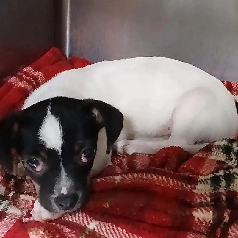A baby small-sized male White / Cream Chihuahua dog named Leo for adoption in Spokane, WA