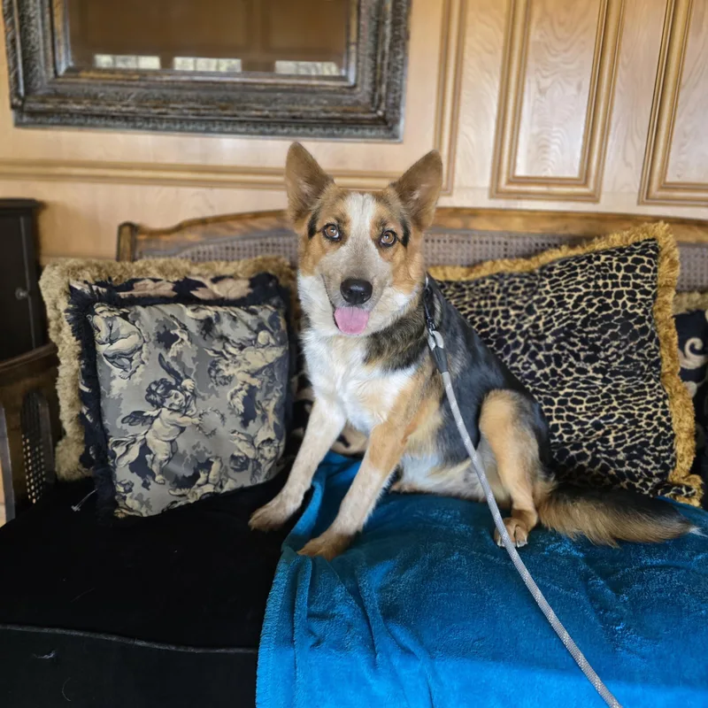 A young medium-sized female Red / Chestnut / Orange Australian Cattle Dog / Blue Heeler dog named Luna for adoption in Boerne, TX