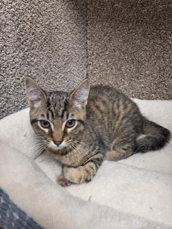 A young medium-sized male Tabby (Brown / Chocolate) Domestic Short Hair cat named Justin Beaver for adoption in Jackson, TN