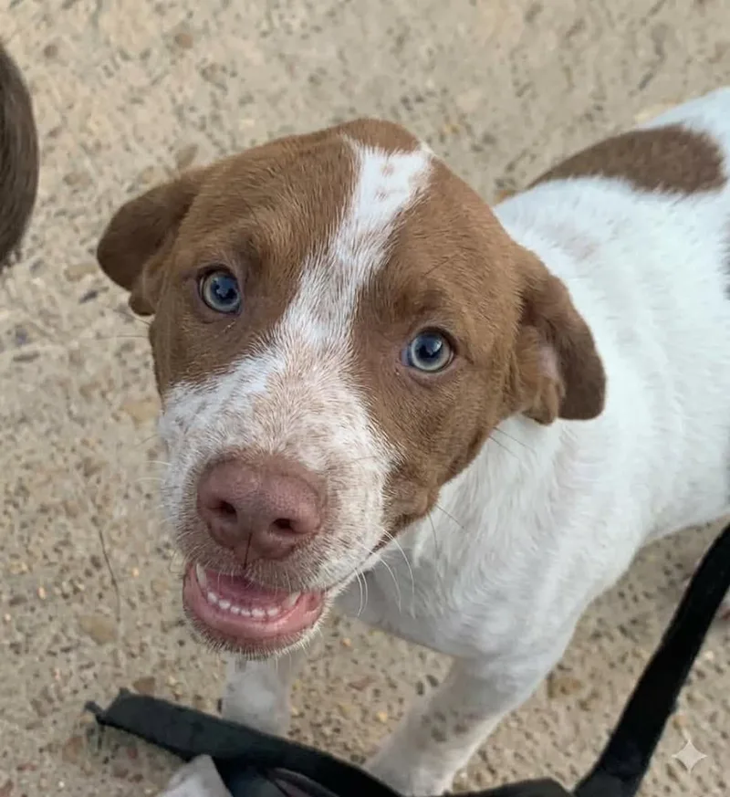 A baby medium-sized male Mixed Breed dog named Cory for adoption in Fond Du Lac, WI