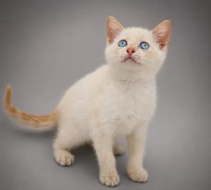 A young small-sized female Domestic Short Hair cat named Sally for adoption in Bowling Green, KY