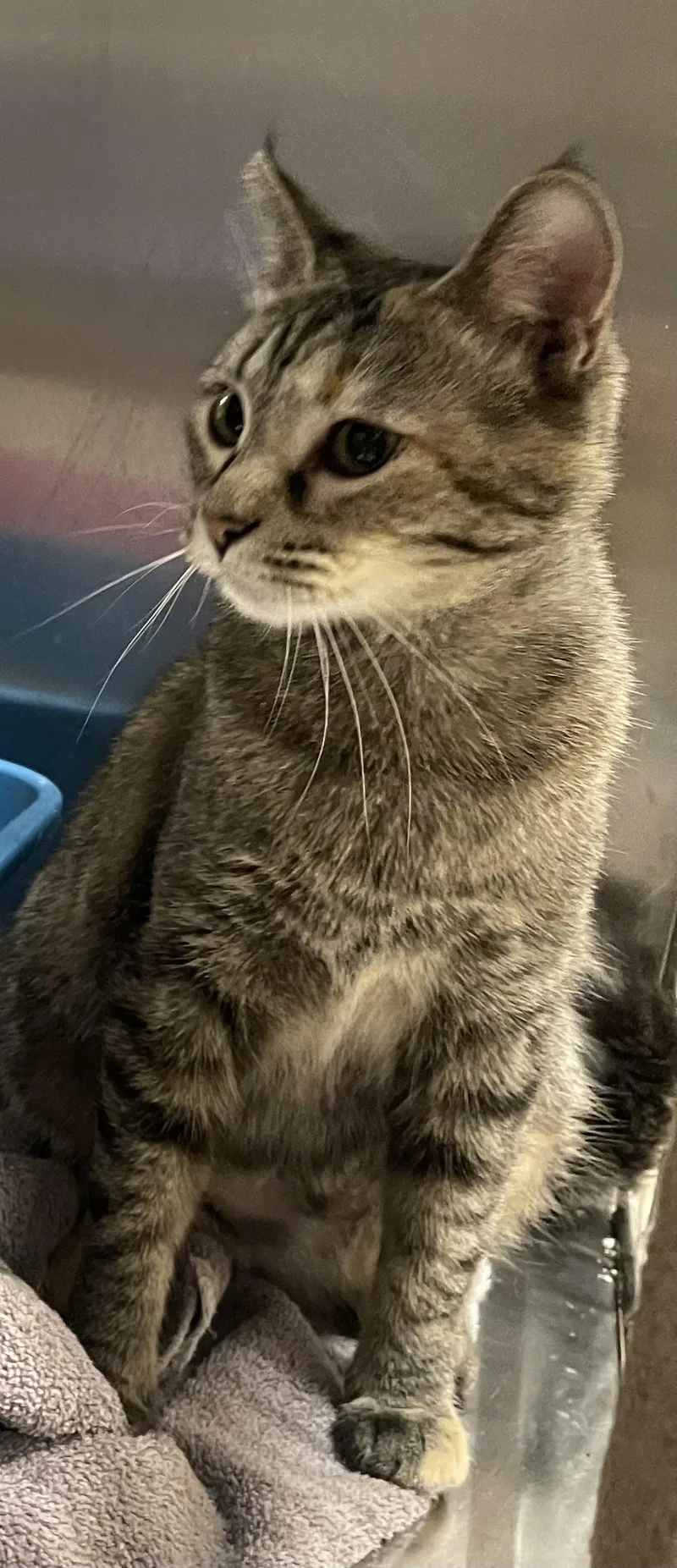 An adult medium-sized female Tabby (Brown / Chocolate) Domestic Short Hair cat named Dee Dee for adoption in Highland, IN