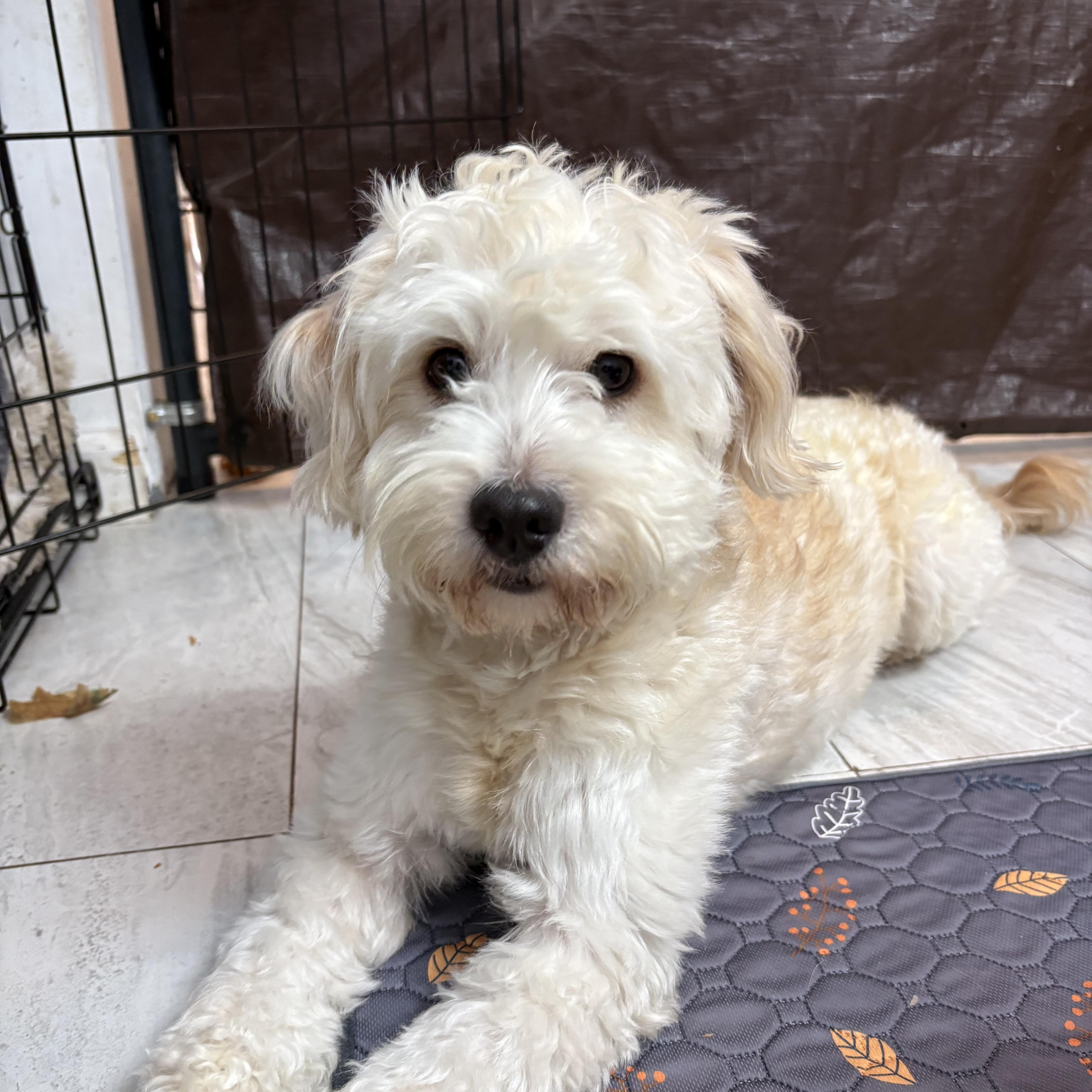 An adult small-sized male Poodle dog named Leo for adoption in Richmond, TX