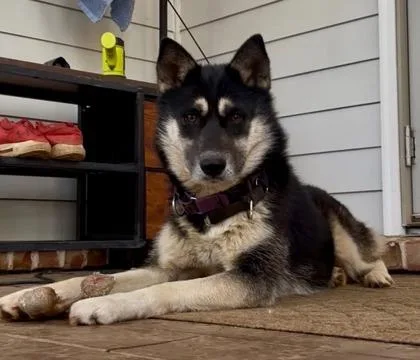 A young medium-sized female Siberian Husky dog named Jean for adoption in Cumming, GA