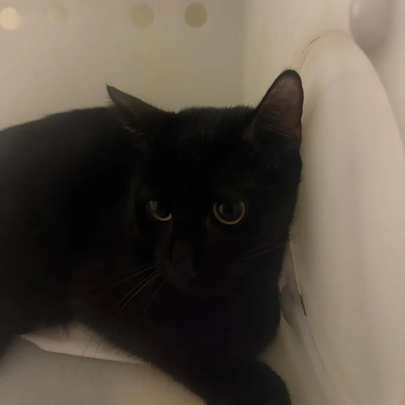 A young medium-sized female Black Domestic Long Hair cat named Midnight for adoption in Columbus, GA