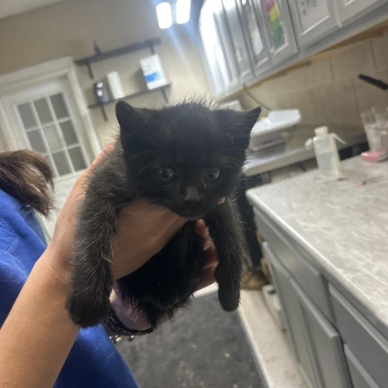 A baby small-sized male Black Domestic Short Hair cat named Isaac for adoption in Lewisburg, WV