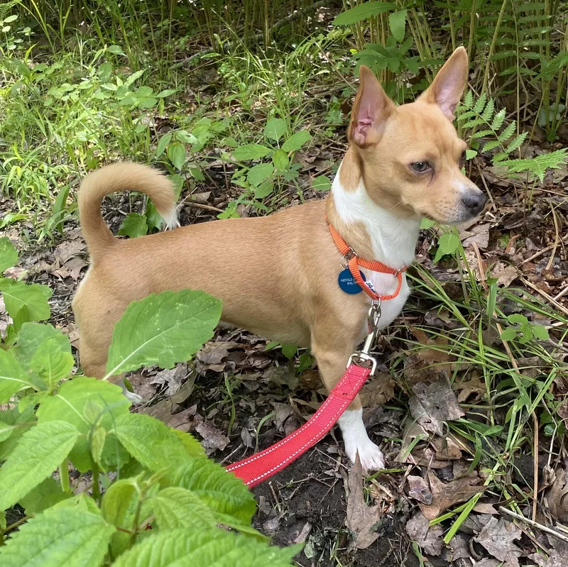 A young small-sized male Chihuahua dog named Nugget for adoption in Medfield, MA