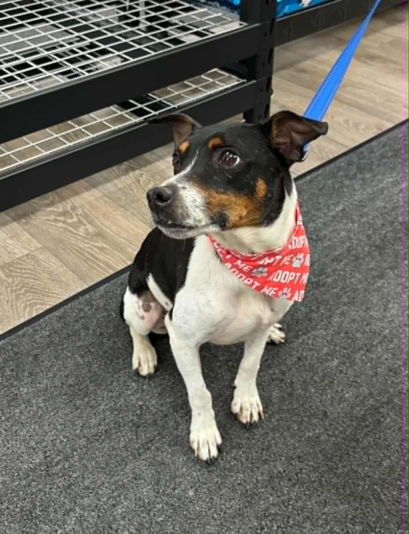 An adult small-sized male Tricolor (Brown, Black, & White) Jack Russell Terrier dog named Jim Bob for adoption in Sheboygan, WI