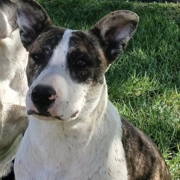 A young medium-sized female Mixed Breed dog named FWT Aggi for adoption in Midland, TX