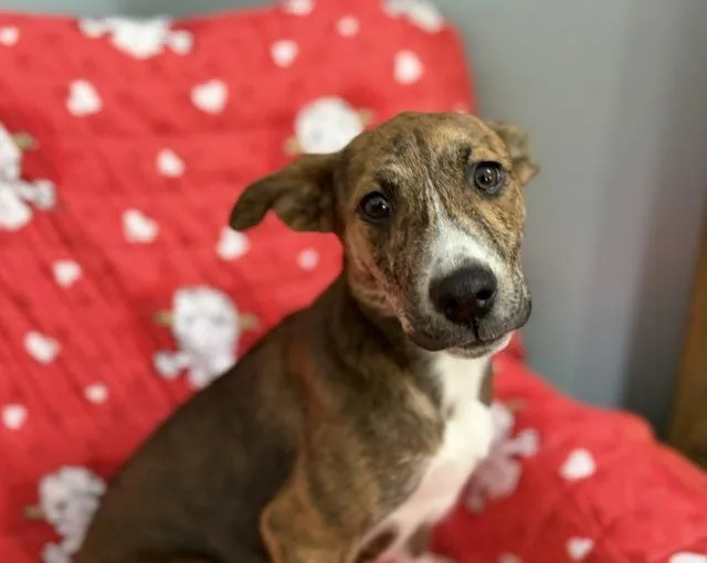 A baby medium-sized female Brindle Australian Shepherd dog named Faith for adoption in Andover, MA