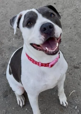An adult medium-sized female White / Cream Pit Bull Terrier dog named Dottie Urgent for adoption in Thousand Oaks, CA