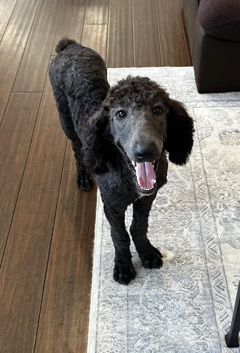 A baby medium-sized male Black Standard Poodle dog named Frasier for adoption in Pensacola, FL