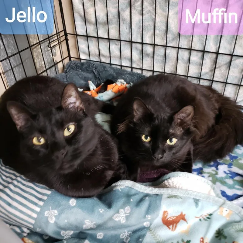 An adult medium-sized male Black Domestic Short Hair cat named Muffins for adoption in Sherwood, OR