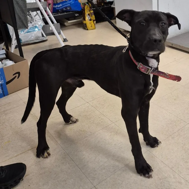 An adult medium-sized male Black Mixed Breed dog named Vader for adoption in Lake Panasoffkee, FL