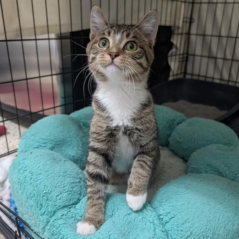 A baby small-sized female Brown / Chocolate Domestic Short Hair cat named Pot Holder for adoption in Detroit Lakes, MN