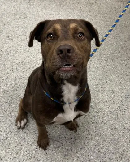 An adult large-sized male Brown / Chocolate Mixed Breed dog named Messi for adoption in Kansas City, MO
