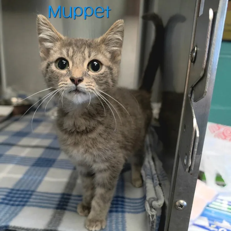 A baby small-sized male Gray / Blue / Silver Domestic Short Hair cat named Muppet for adoption in Parkersburg, WV