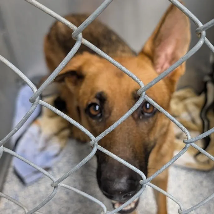 An adult medium-sized female Black Mixed Breed dog named Clementine for adoption in Greenville, SC