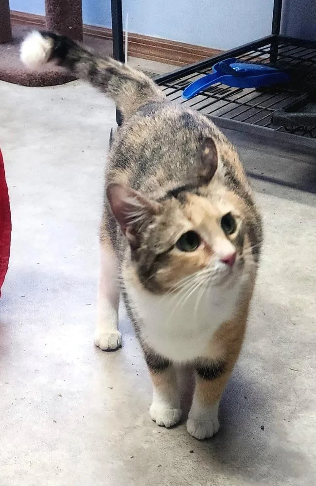 Primrose thumbnail 2