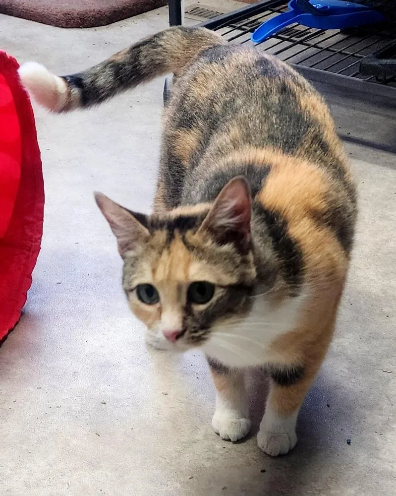 Primrose thumbnail 3