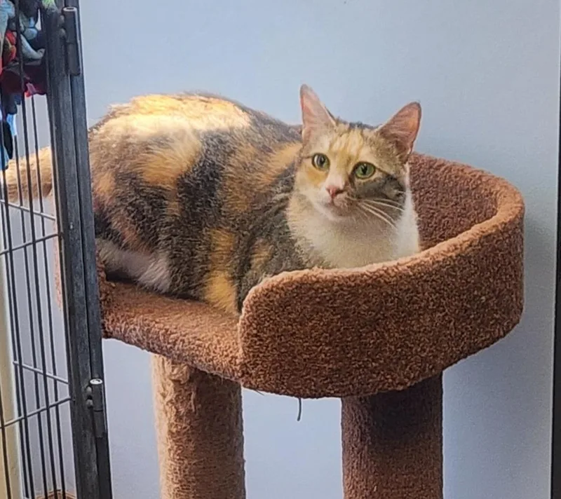 Primrose thumbnail 4