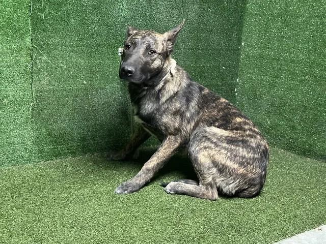 A young large-sized male Dutch Shepherd dog named Axel for adoption in Lancaster, CA