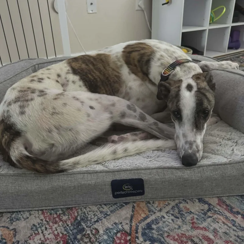 A young large-sized male White / Cream Greyhound dog named Haybro Nova for adoption in North Port, FL