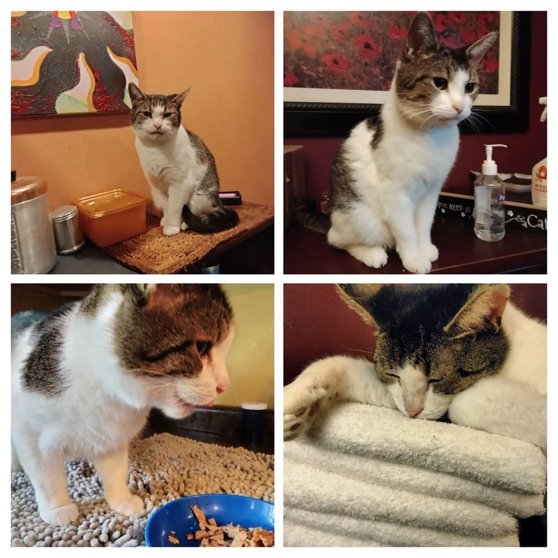 An adult large-sized male Domestic Short Hair cat named Chester for adoption in New Kensington, PA